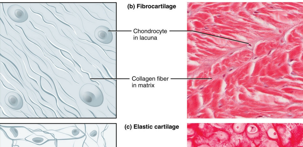 Collagen: Anti-Aging Myth or Fact?