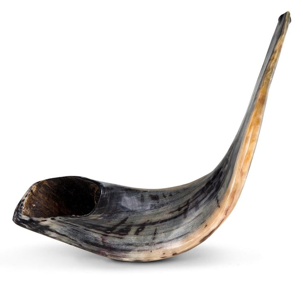 Kosher Polished Ram's Horn Shofar - Large (20"-22")
